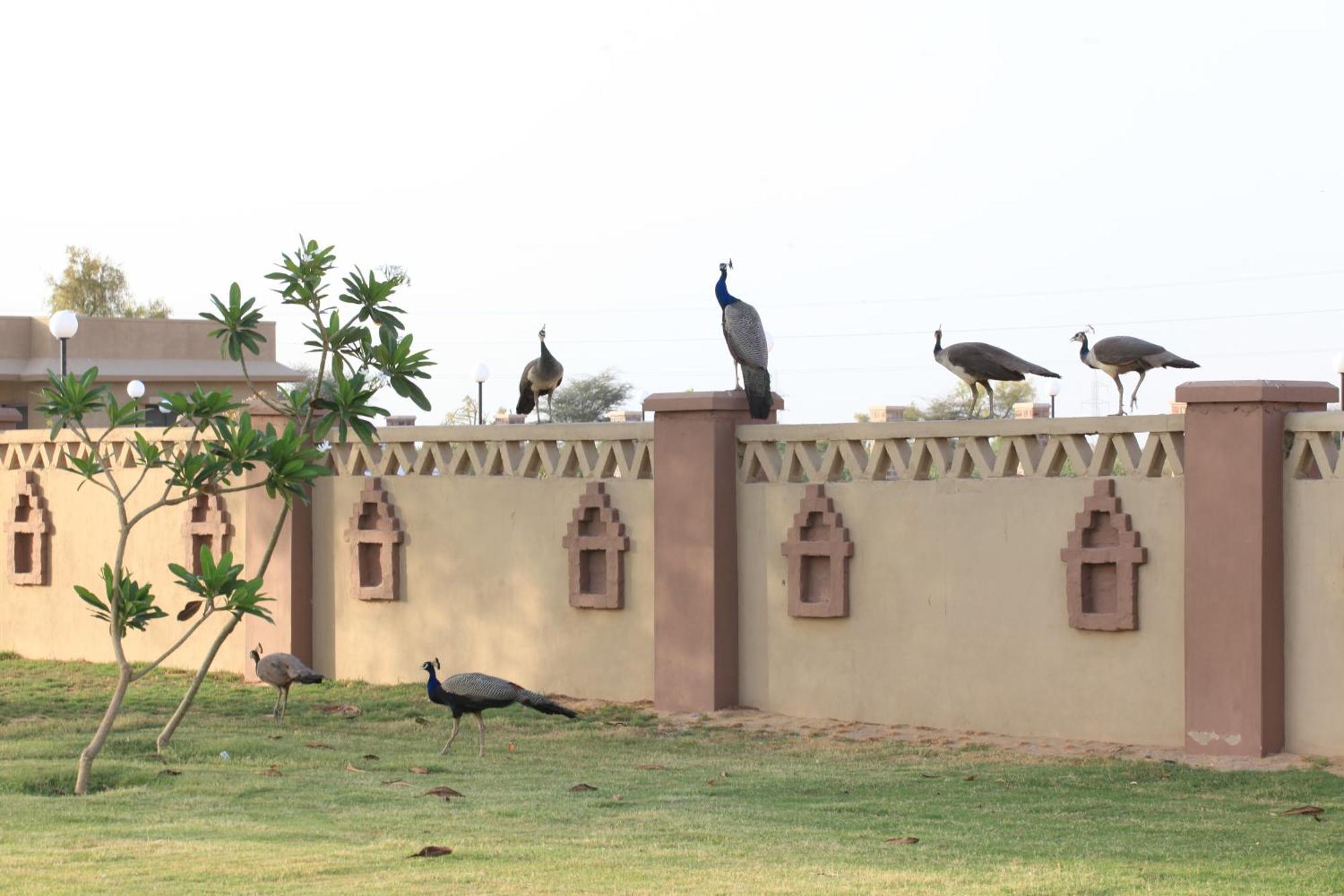 Thar Oasis Resort And Camp Dechu Екстериор снимка